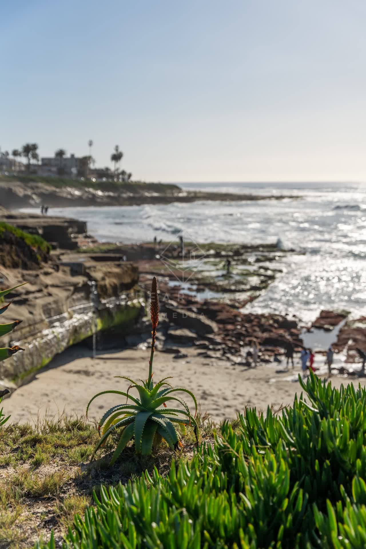 Elevated view of the beach, palm trees and the ocean at La Jolla Cove, with people walking.