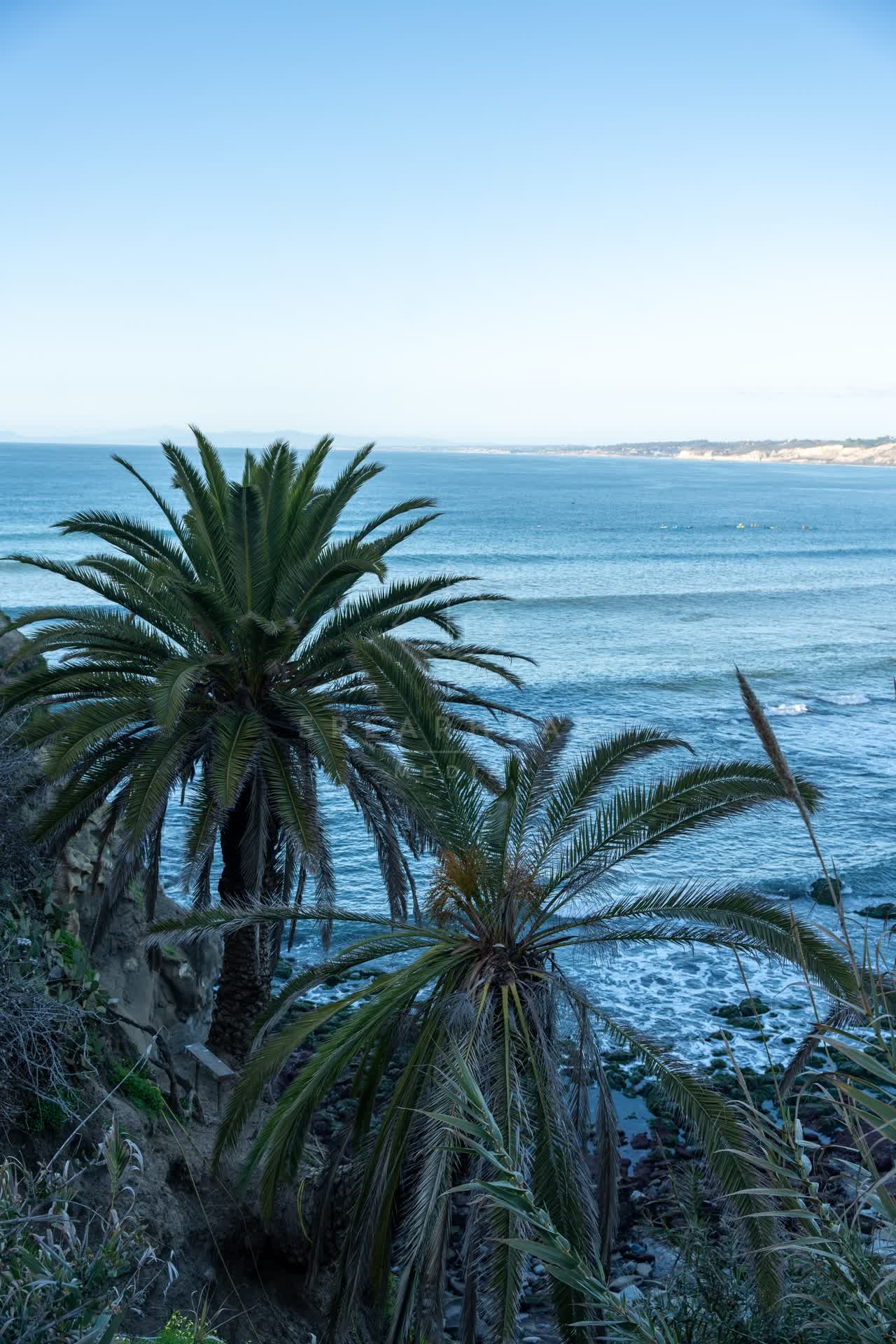 Elevated view of the cliffs, the surf and palm trees at Coast Walk Trail.