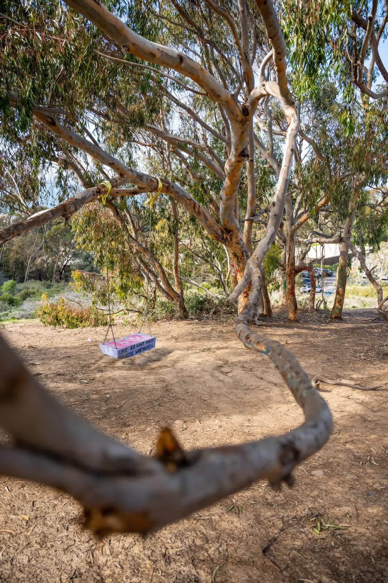 A park, palm trees and open country at La Jolla Shores.