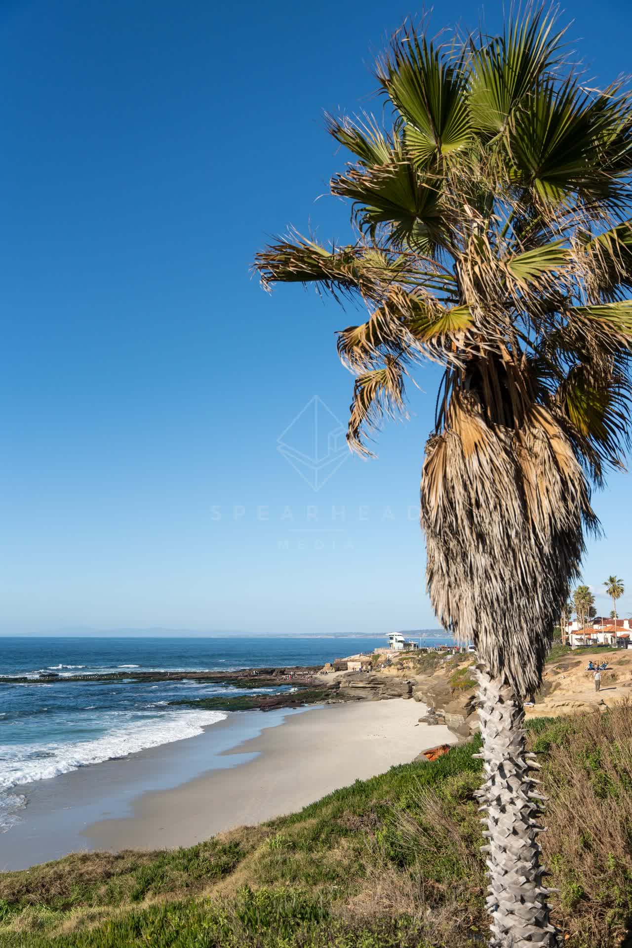 Elevated view of the cliffs, palm trees and the ocean at La Jolla Cove.