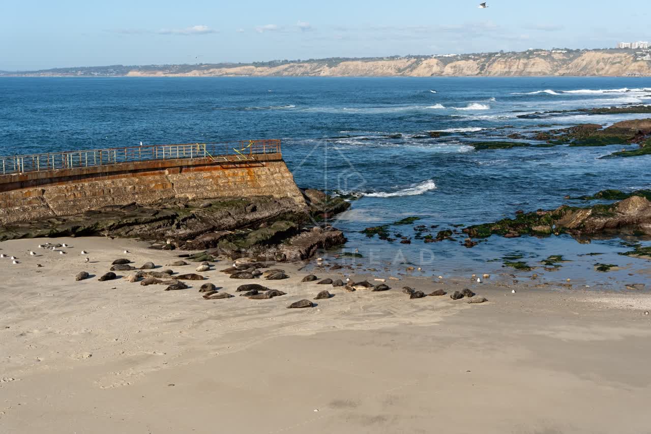 Elevated view of the beach, wildlife and the ocean at La Jolla Cove.