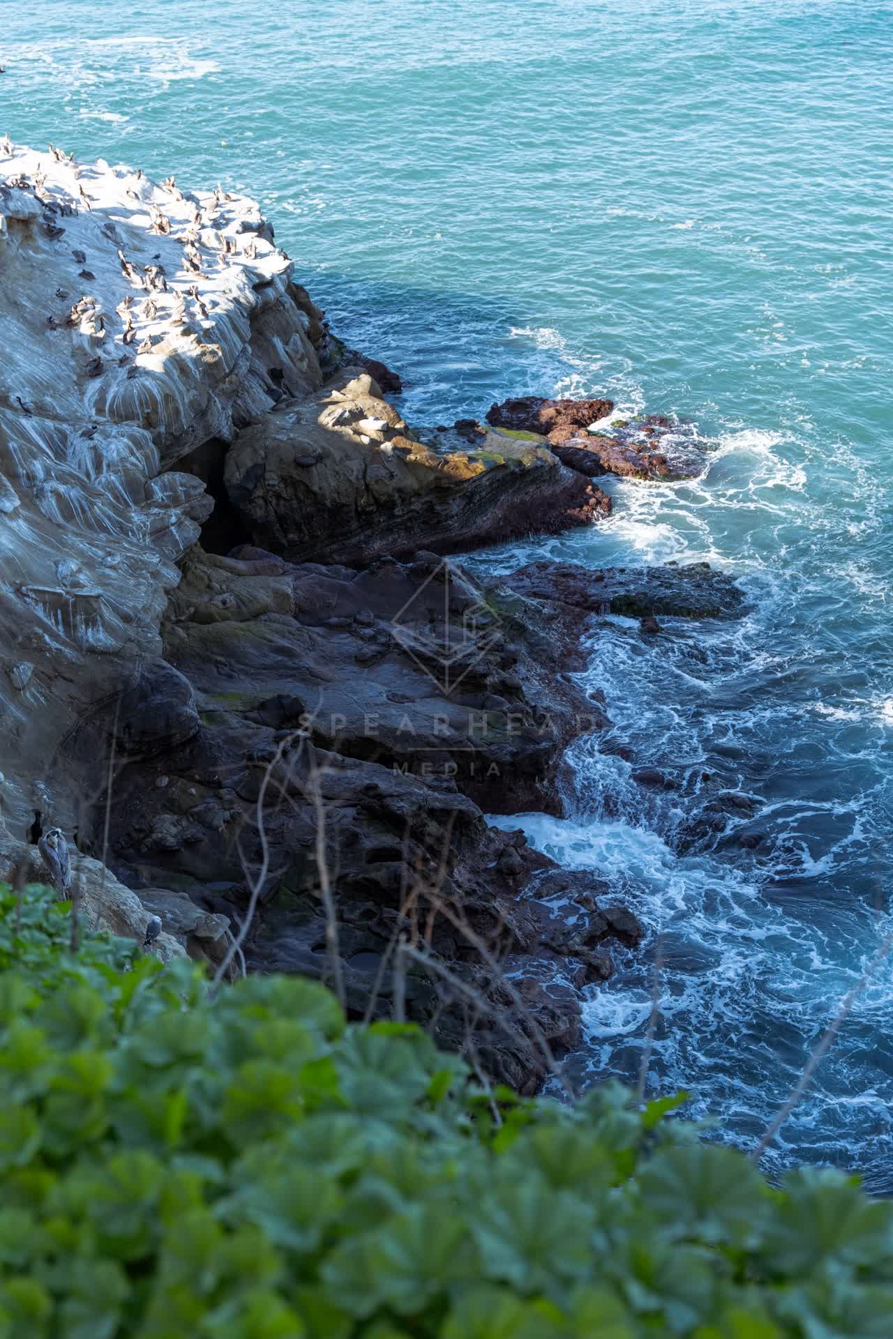 Elevated view of the cliffs, wildlife and the ocean at Coast Walk Trail.