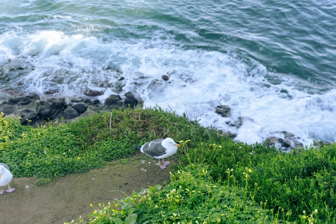 Elevated view of the cliffs, the surf and wildlife at Coast Walk Trail.