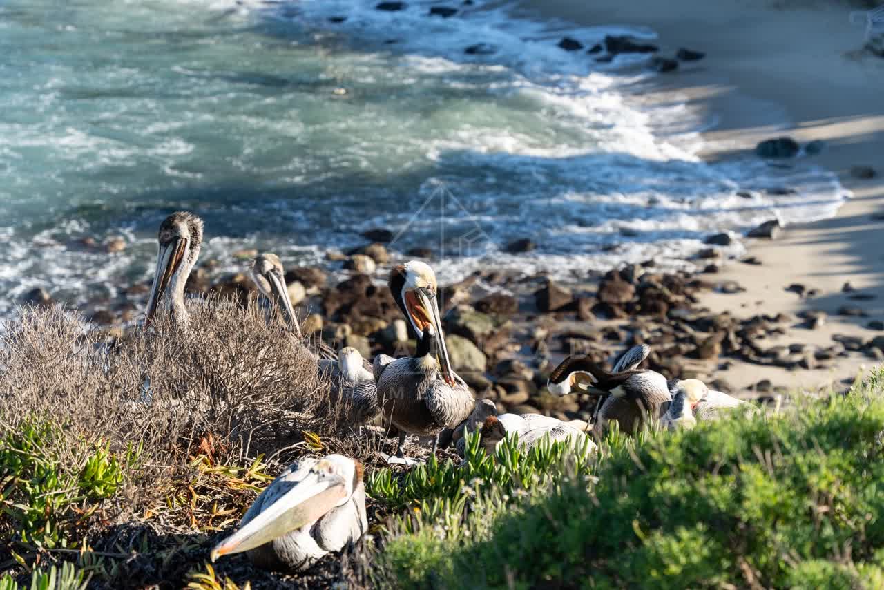 Elevated view of the cliffs, the surf and wildlife at La Jolla Cove.