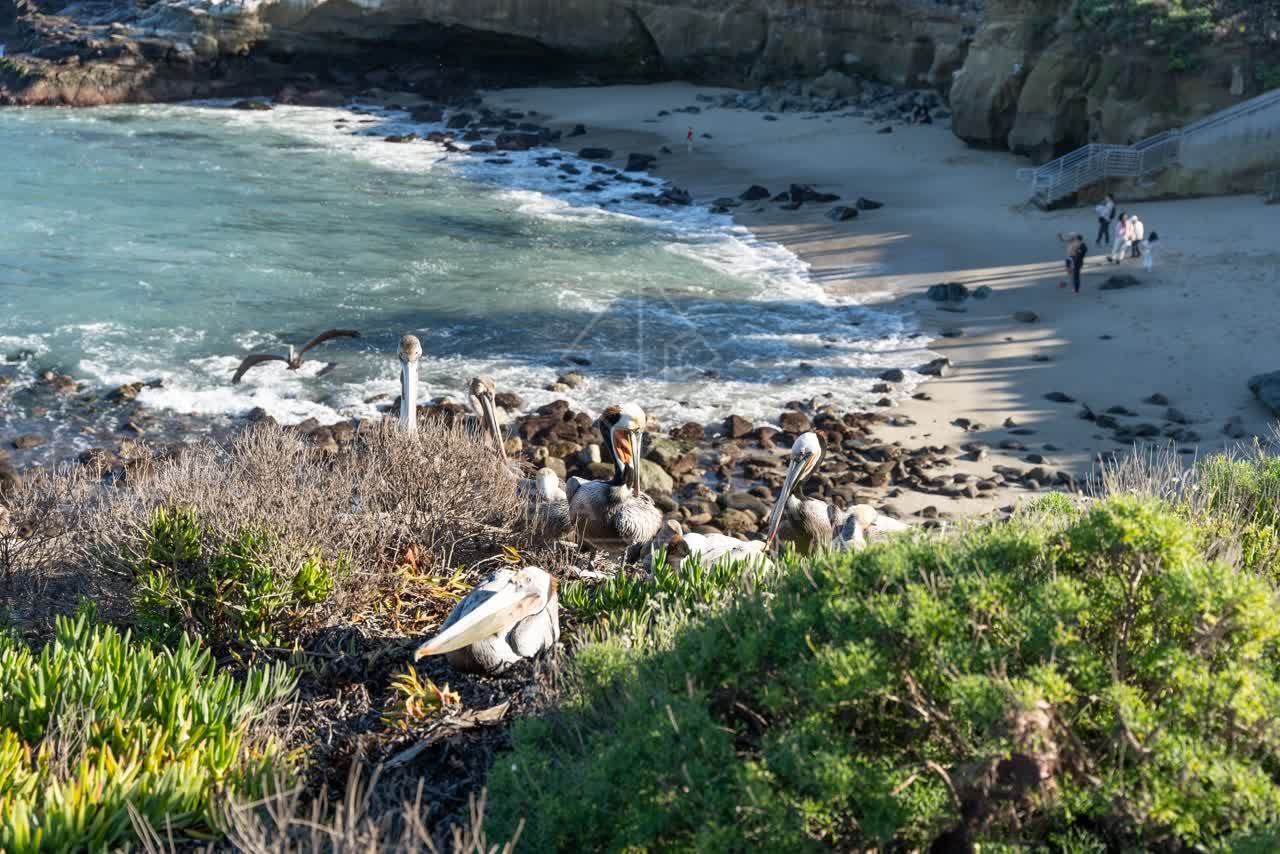 Elevated view of the cliffs, the surf and wildlife at La Jolla Cove, with people walking.