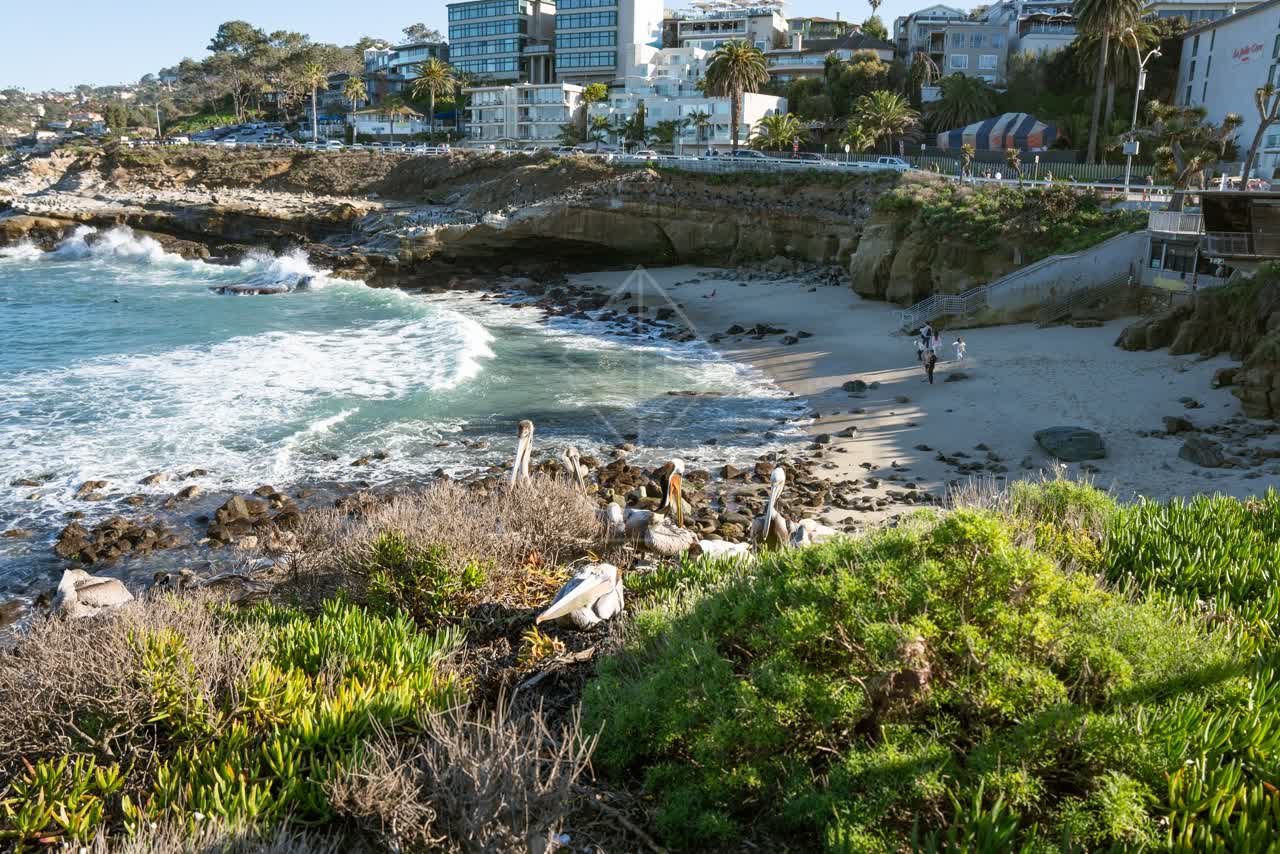 Elevated view of the beach, the surf and wildlife at La Jolla Cove, with people walking.