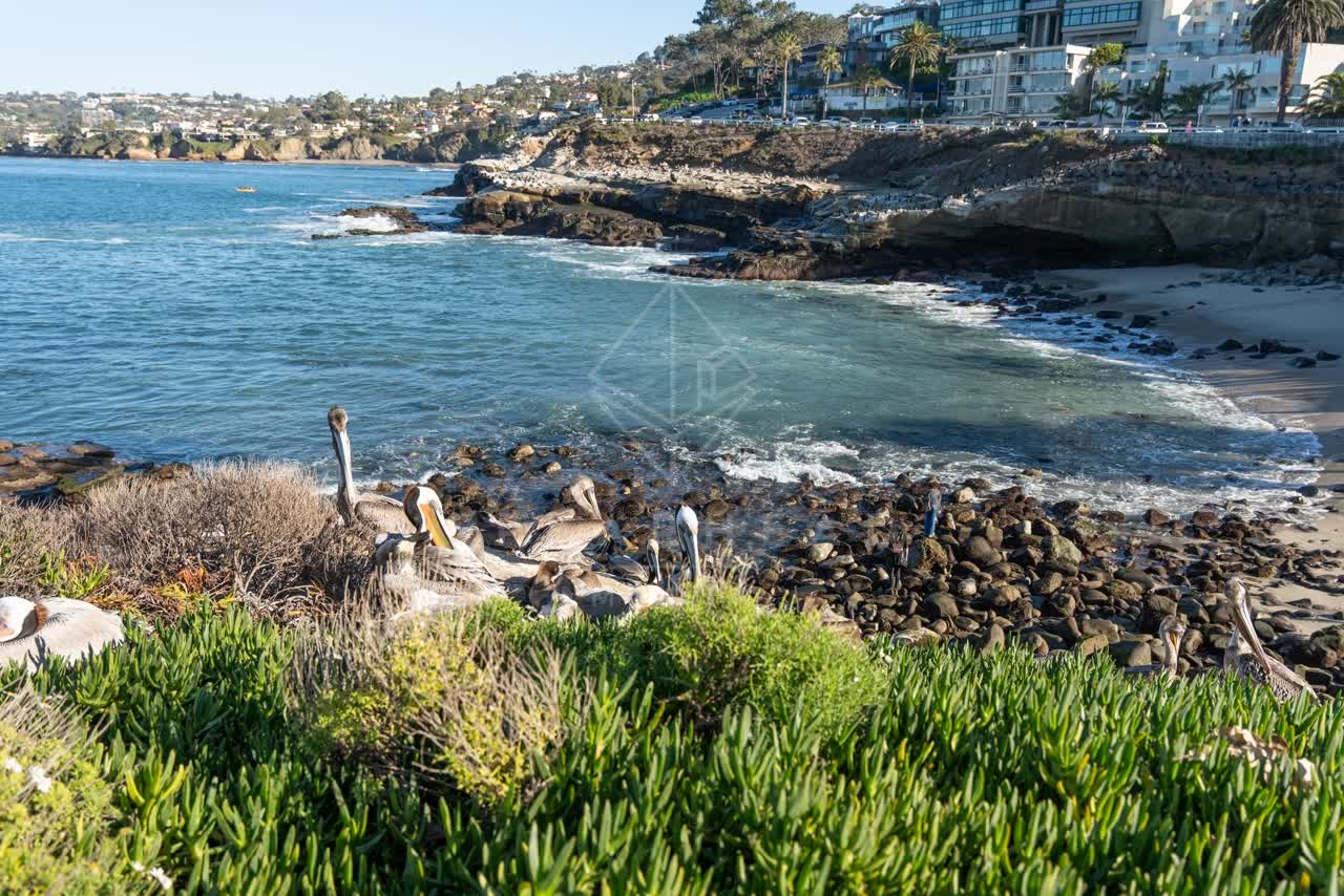 Elevated view of the cliffs, wildlife and the ocean at La Jolla Cove.