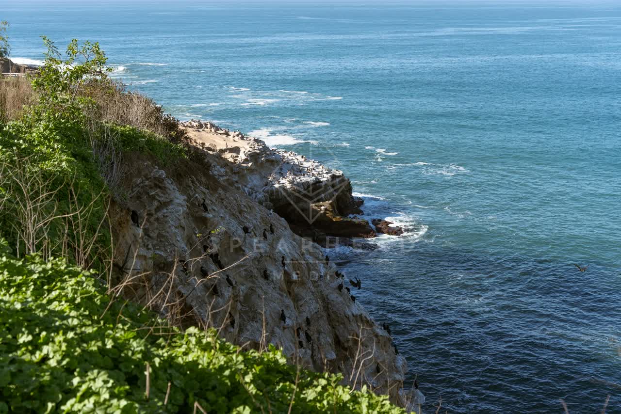 Elevated view of the cliffs, wildlife and the ocean at La Jolla Cove.
