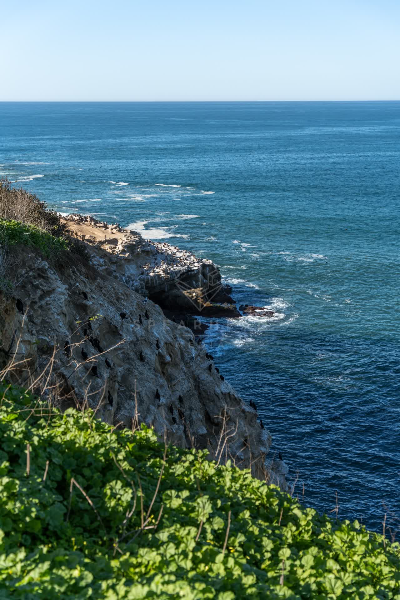 Elevated view of the cliffs, wildlife and the ocean at Coast Walk Trail.
