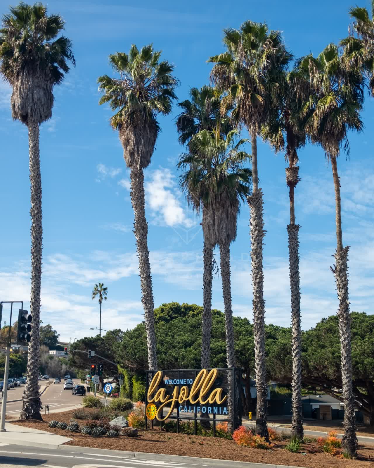 A residential street, palm trees and traffic in La Jolla.