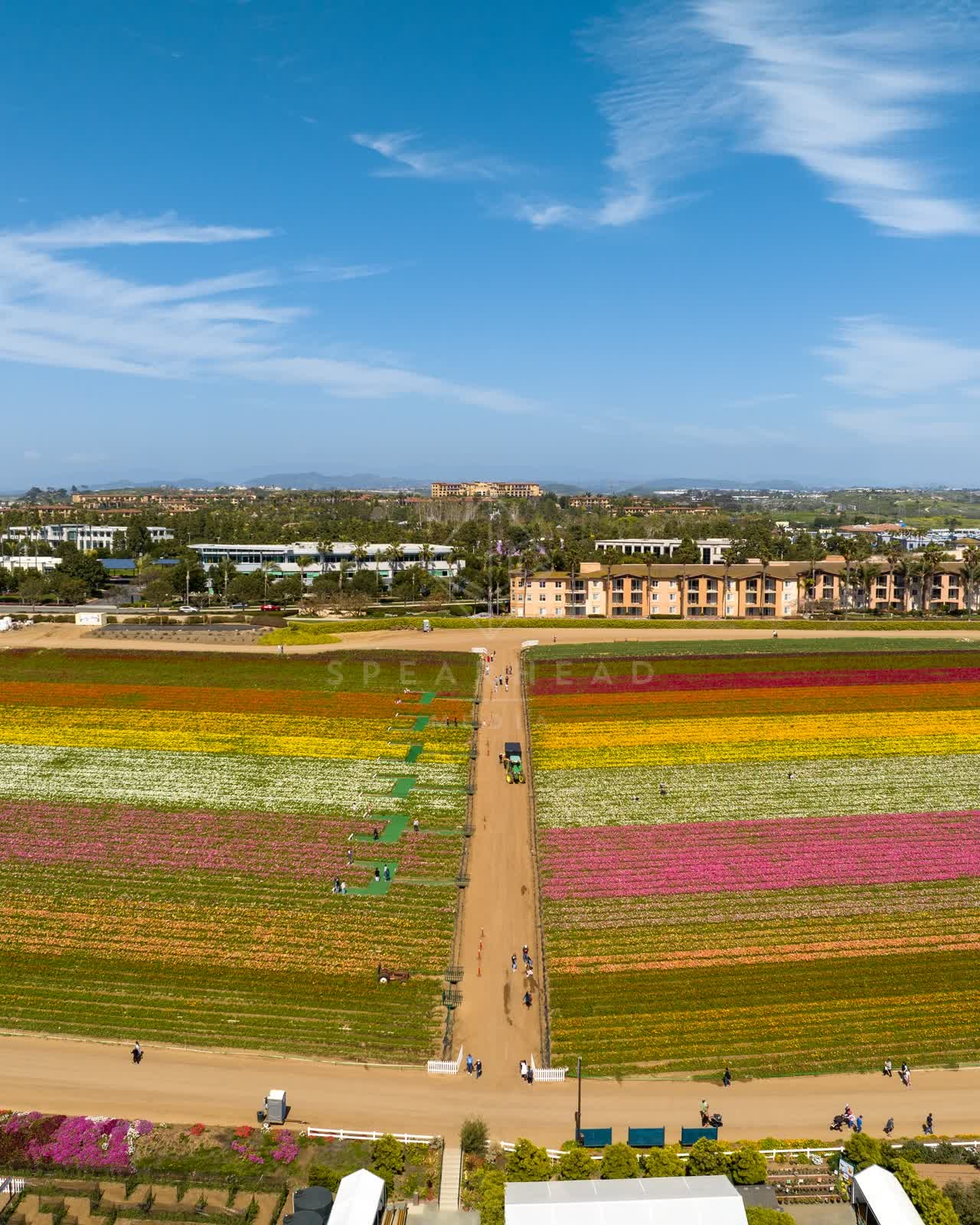 Aerial view of the country inland, palm trees and homes at Flower Fields, with people walking.