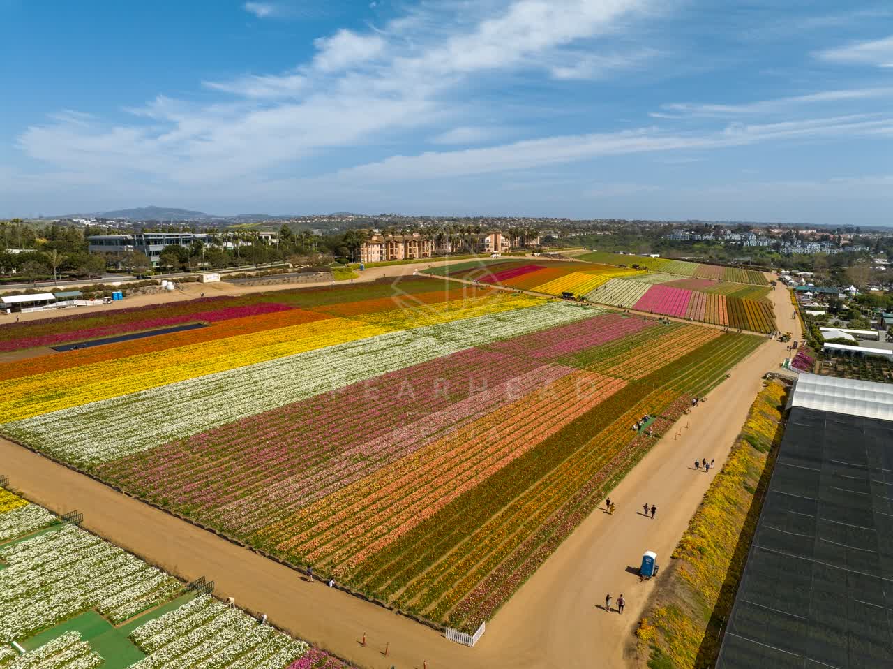 Aerial view of the country inland, homes and open country at Flower Fields, with people walking.