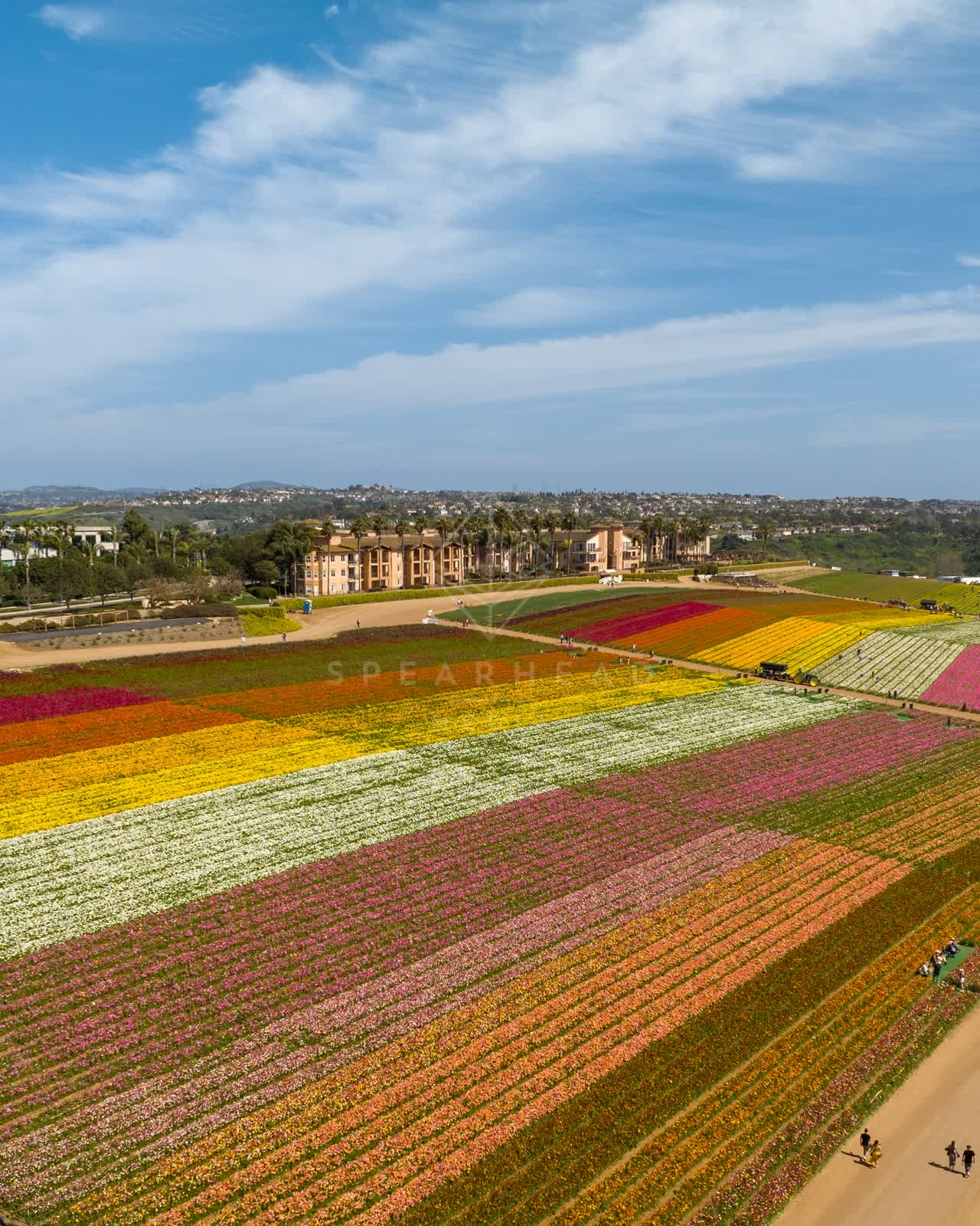 Aerial view of the country inland, palm trees and homes at Flower Fields, with people walking.