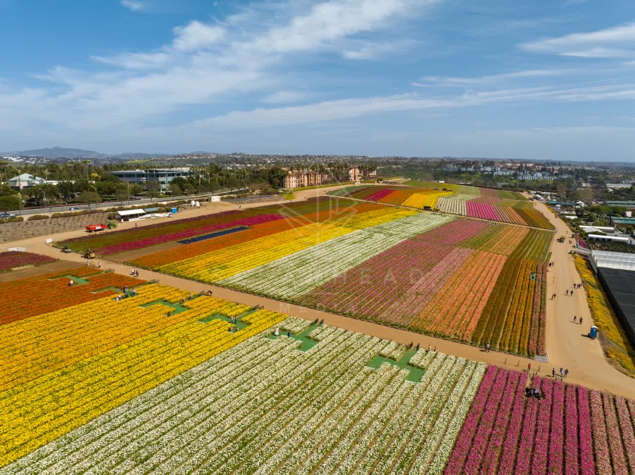 Aerial view of the country inland and open country at Flower Fields, with people walking.