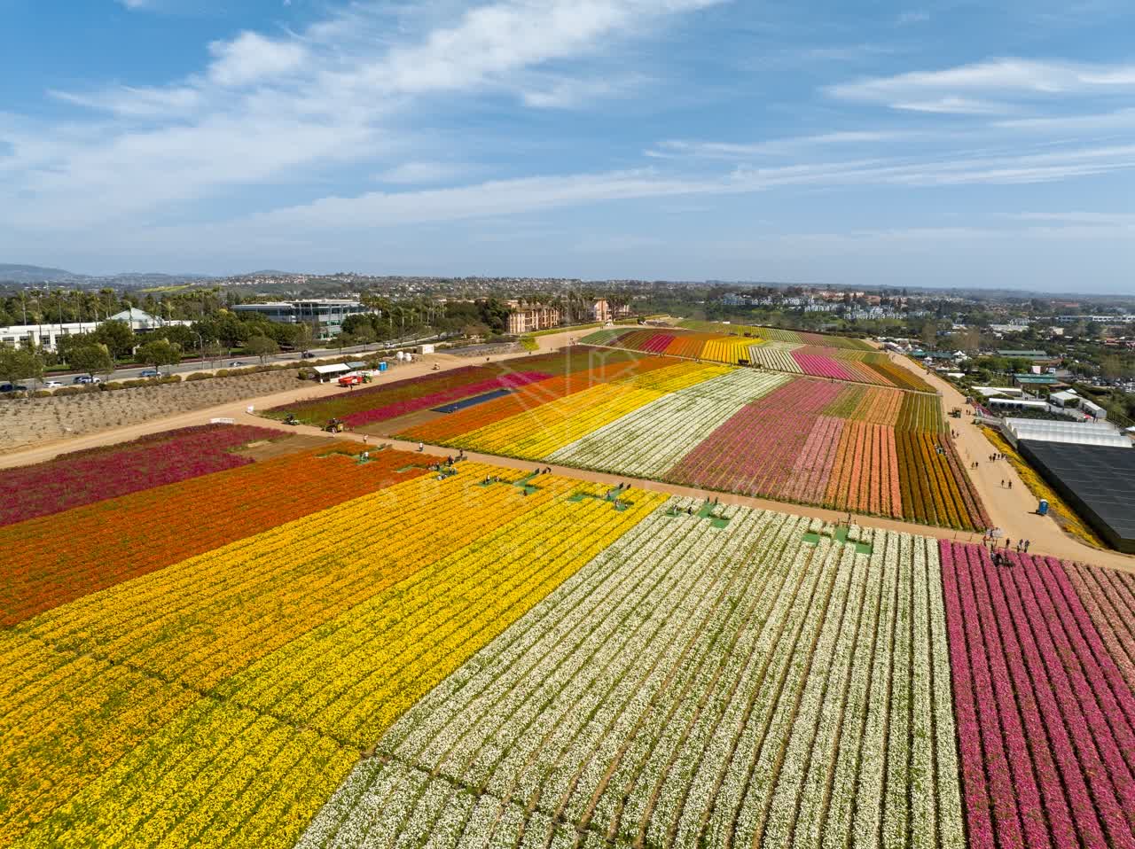 Aerial view of the country inland, homes and traffic at Flower Fields, with people walking.