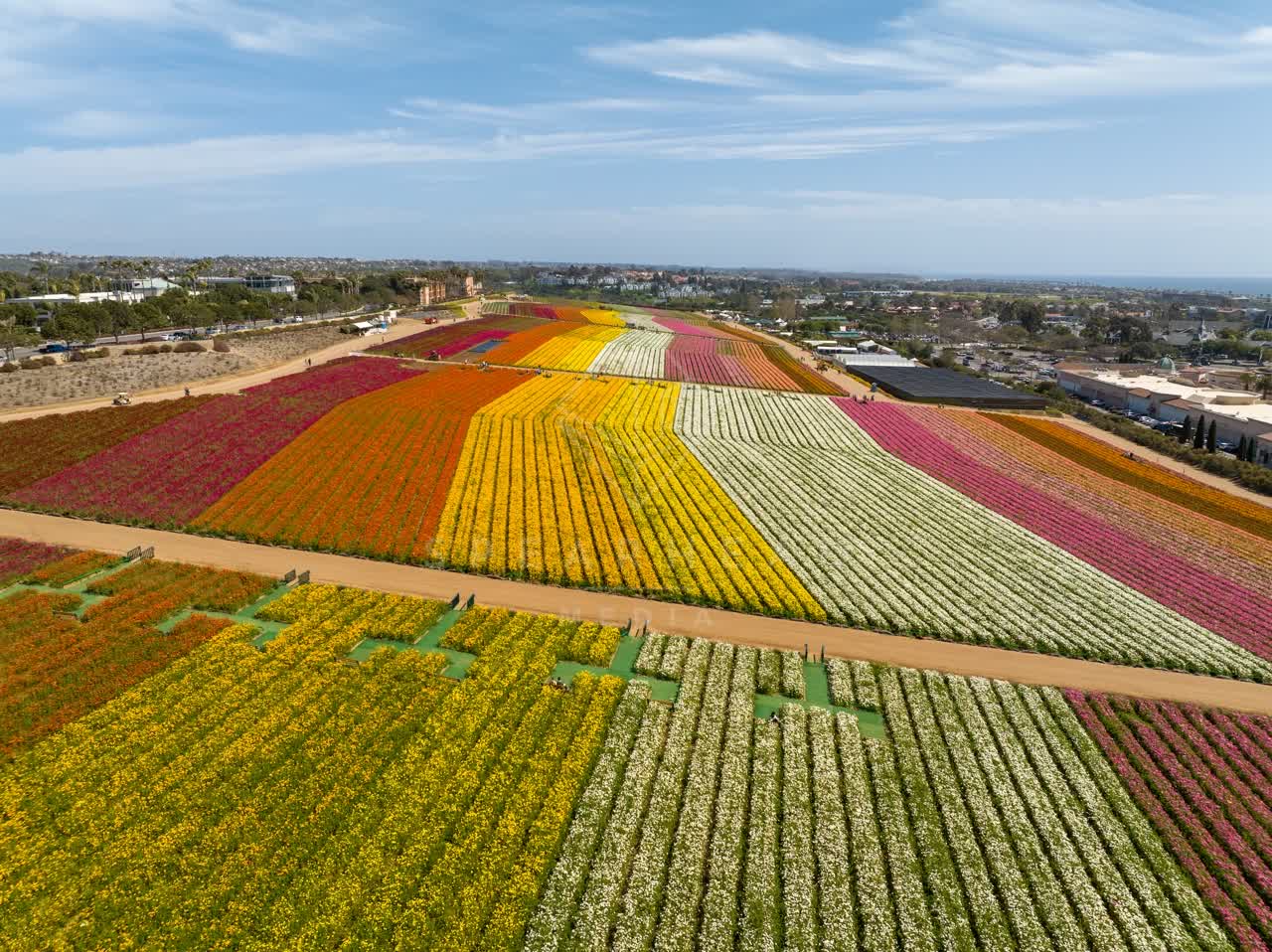 Aerial view of the country inland, palm trees and homes at Flower Fields, with people walking.