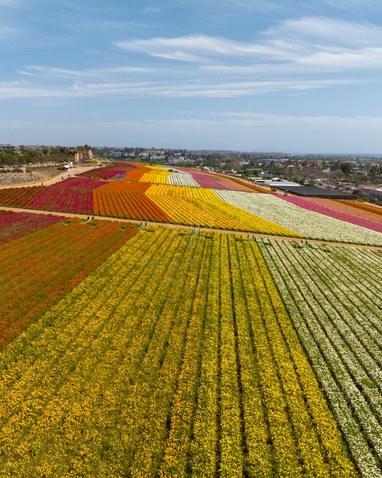 Aerial view of the country inland, homes and open country at Flower Fields.