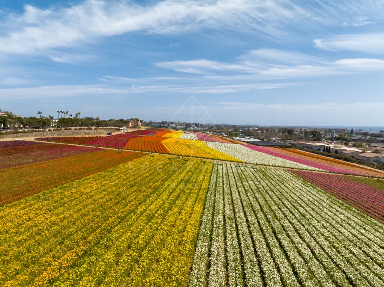 Aerial view of the country inland, palm trees and the ocean at Flower Fields.