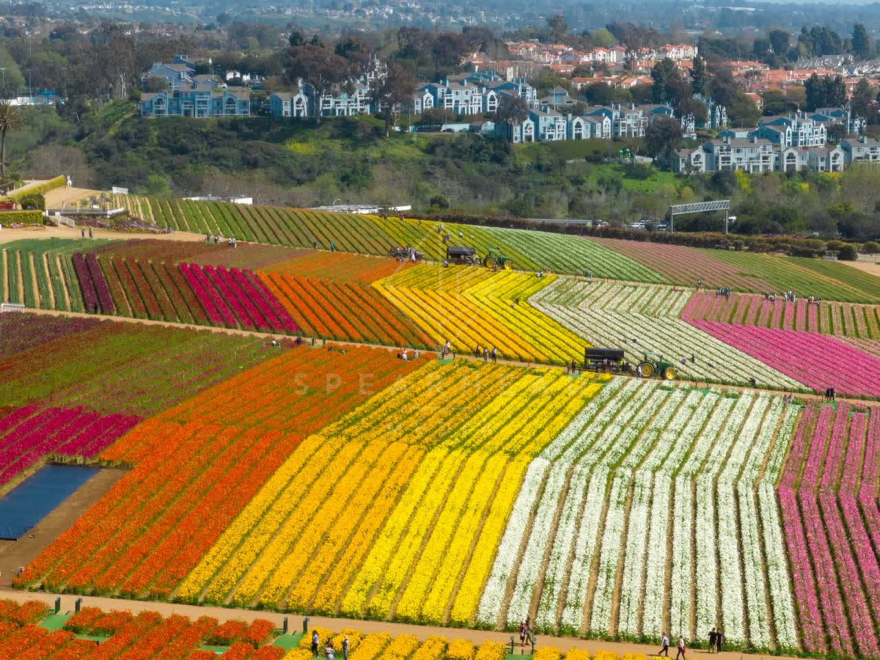 Aerial view of the country inland, homes and traffic at Flower Fields, with a work crew on site.