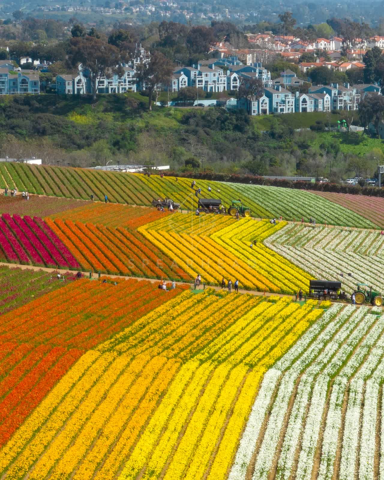 Aerial view of the country inland, homes and the buildings at Flower Fields, with a work crew on site.