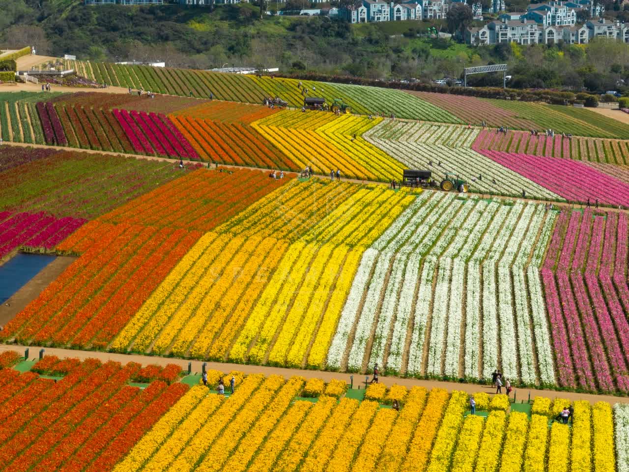 Aerial view of the country inland, homes and traffic at Flower Fields, with people walking.