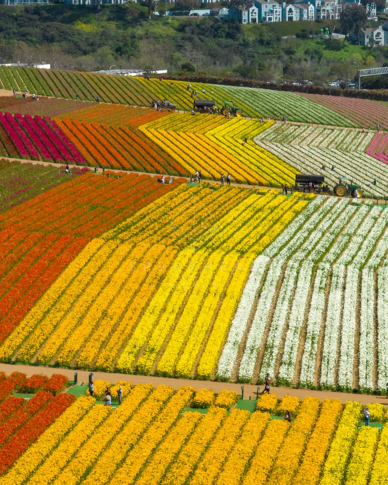 Aerial view of the country inland, homes and traffic at Flower Fields, with people walking.