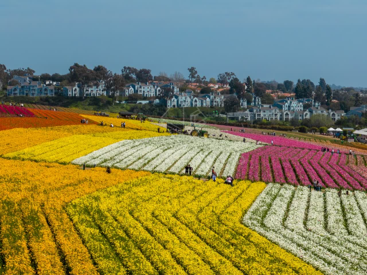 Low aerial view of the country inland, homes and the buildings at Flower Fields, with people walking.