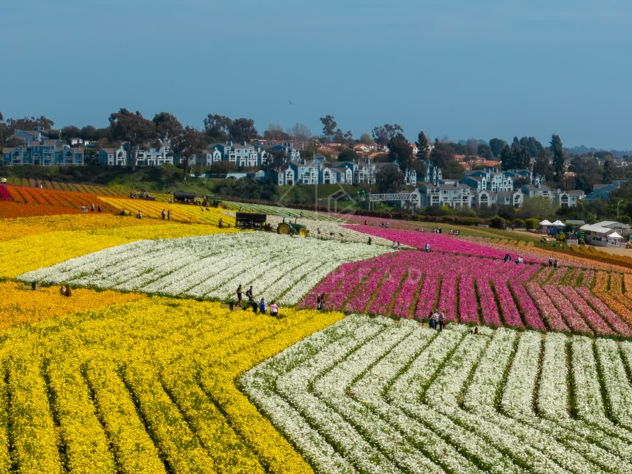 Low aerial view of the country inland, homes and the buildings at Flower Fields, with people walking.