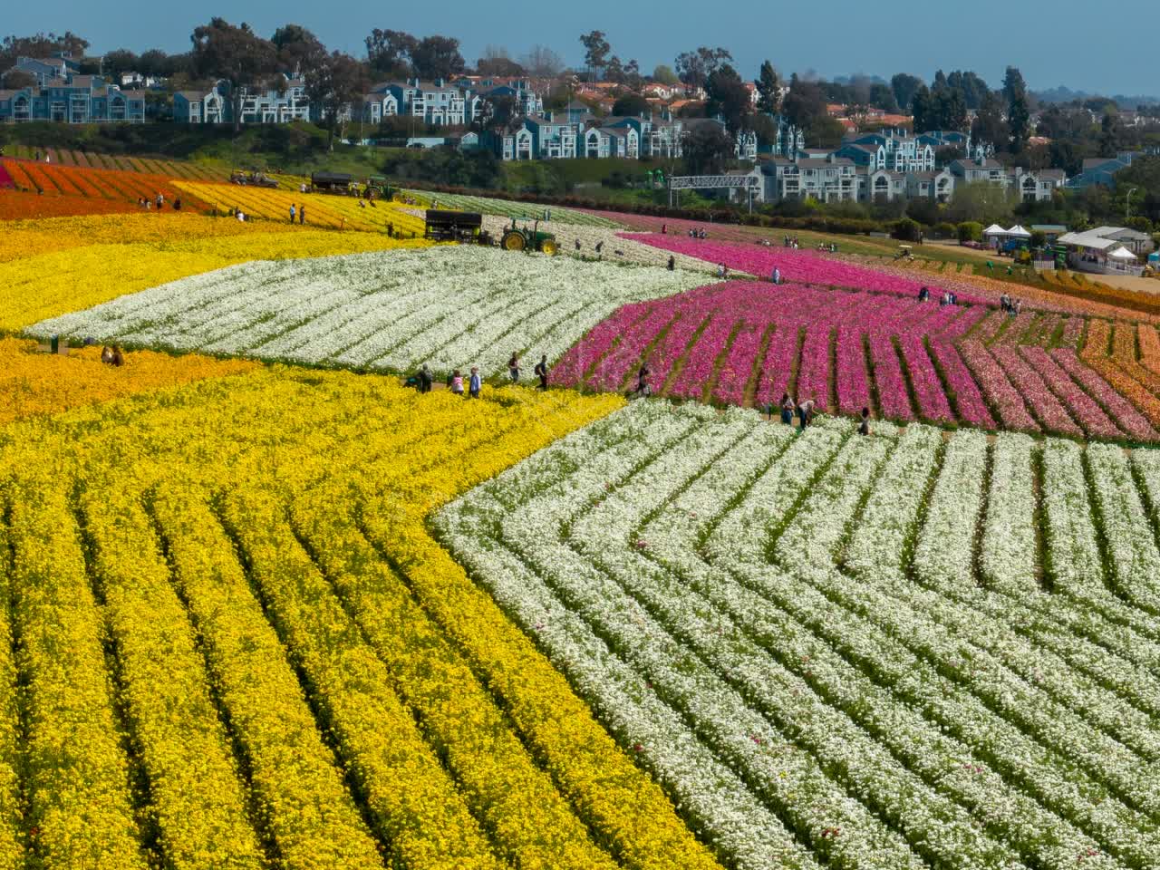 Low aerial view of the country inland, homes and the buildings at Flower Fields, with people walking.
