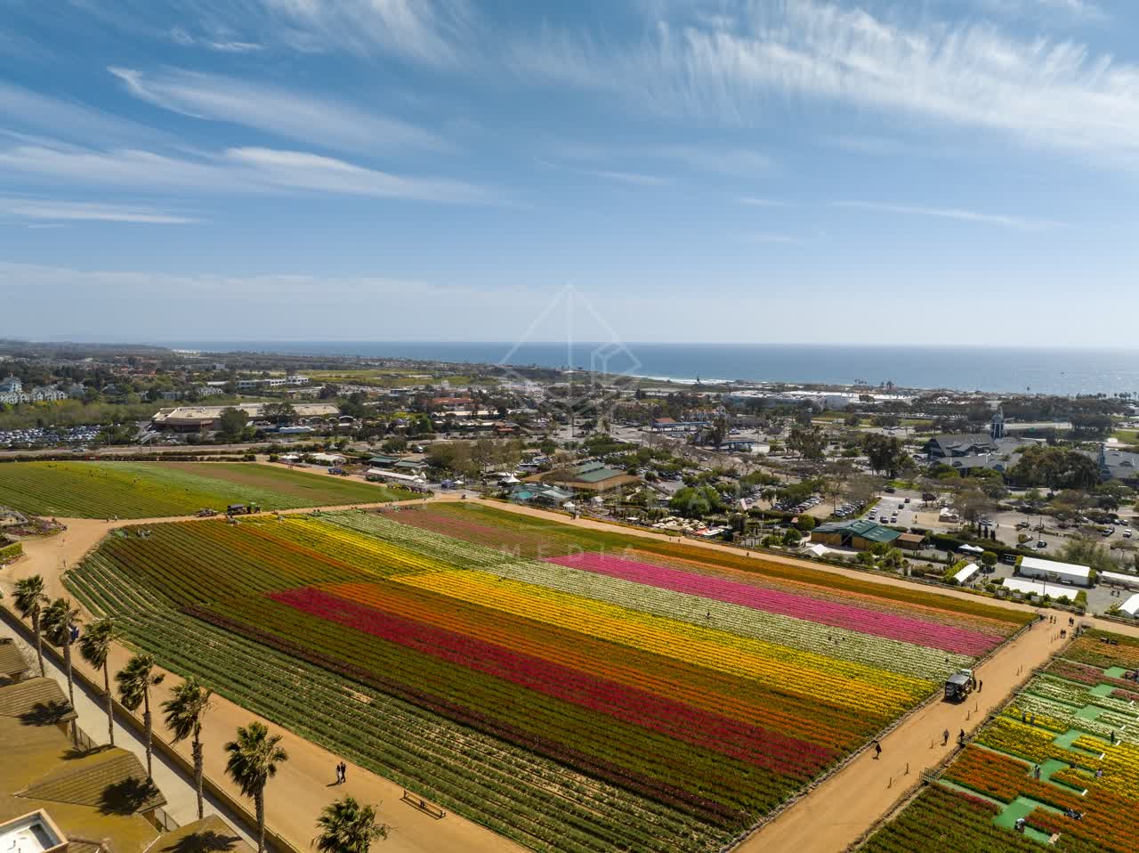 Aerial view of the country inland, palm trees and the ocean at Flower Fields, with people walking.