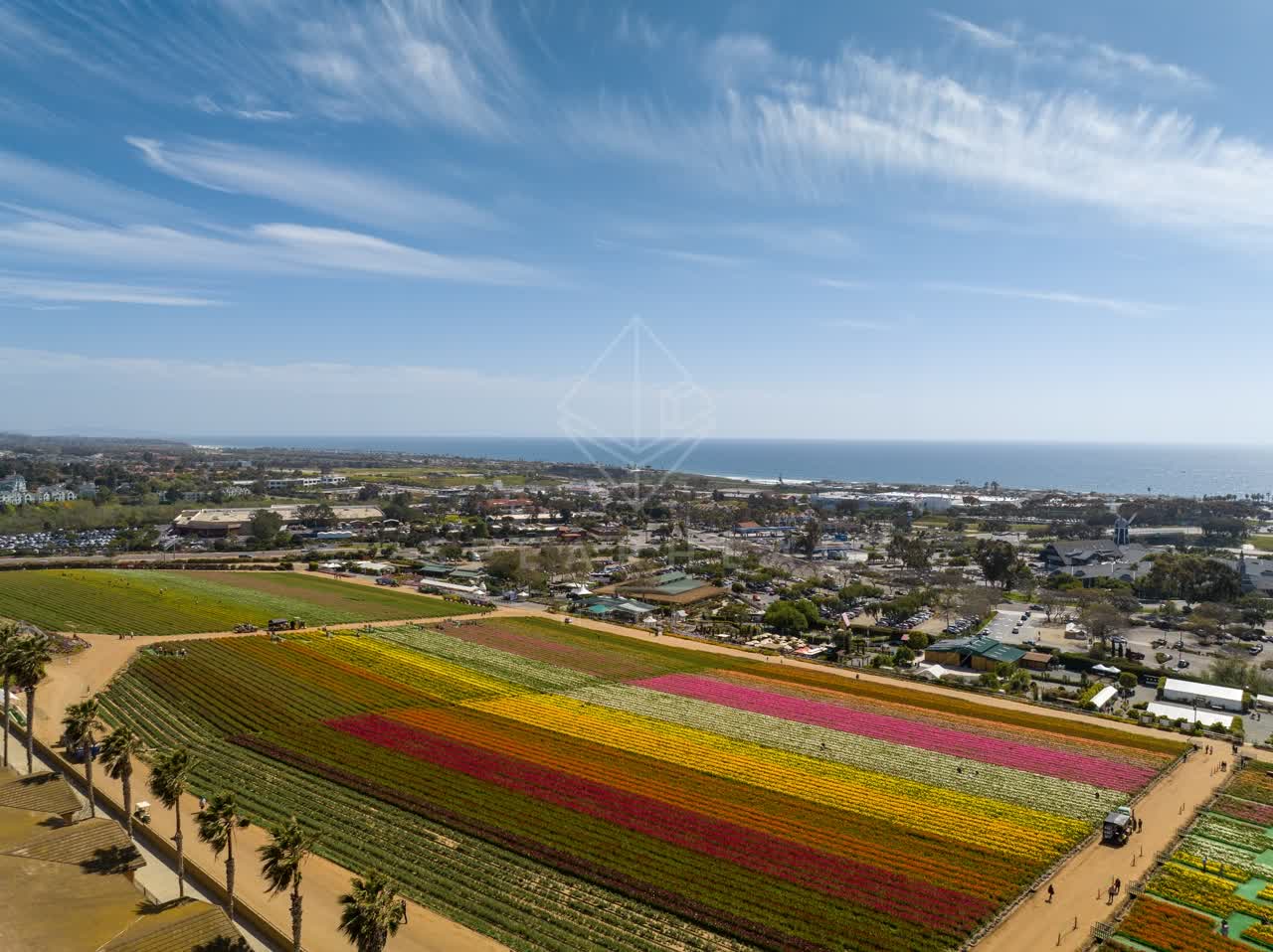 Aerial view of the country inland, palm trees and the ocean at Flower Fields, with people walking.