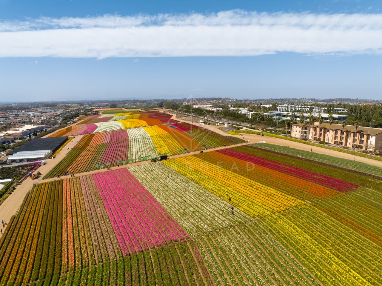 Aerial view of the country inland, homes and the buildings at Flower Fields, with a work crew on site.