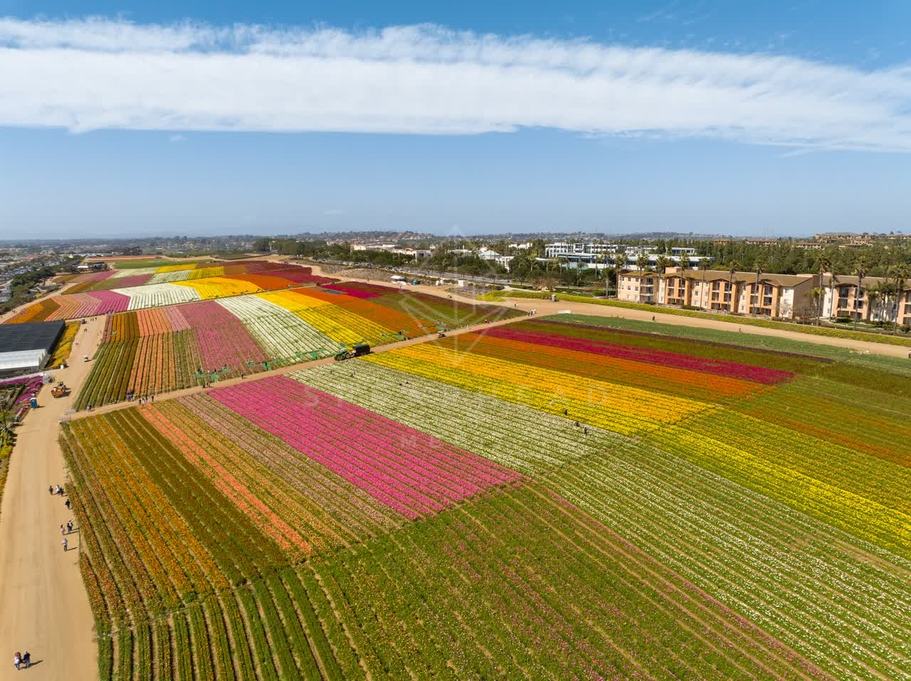 Aerial view of the country inland, homes and traffic at Flower Fields, with people walking.