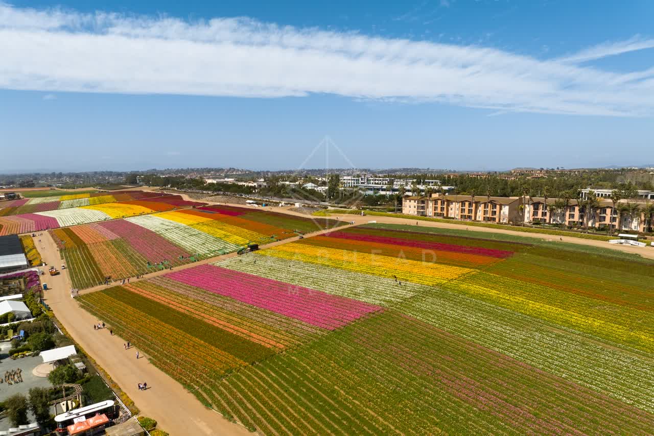 Aerial view of the country inland, palm trees and homes at Flower Fields, with people walking.