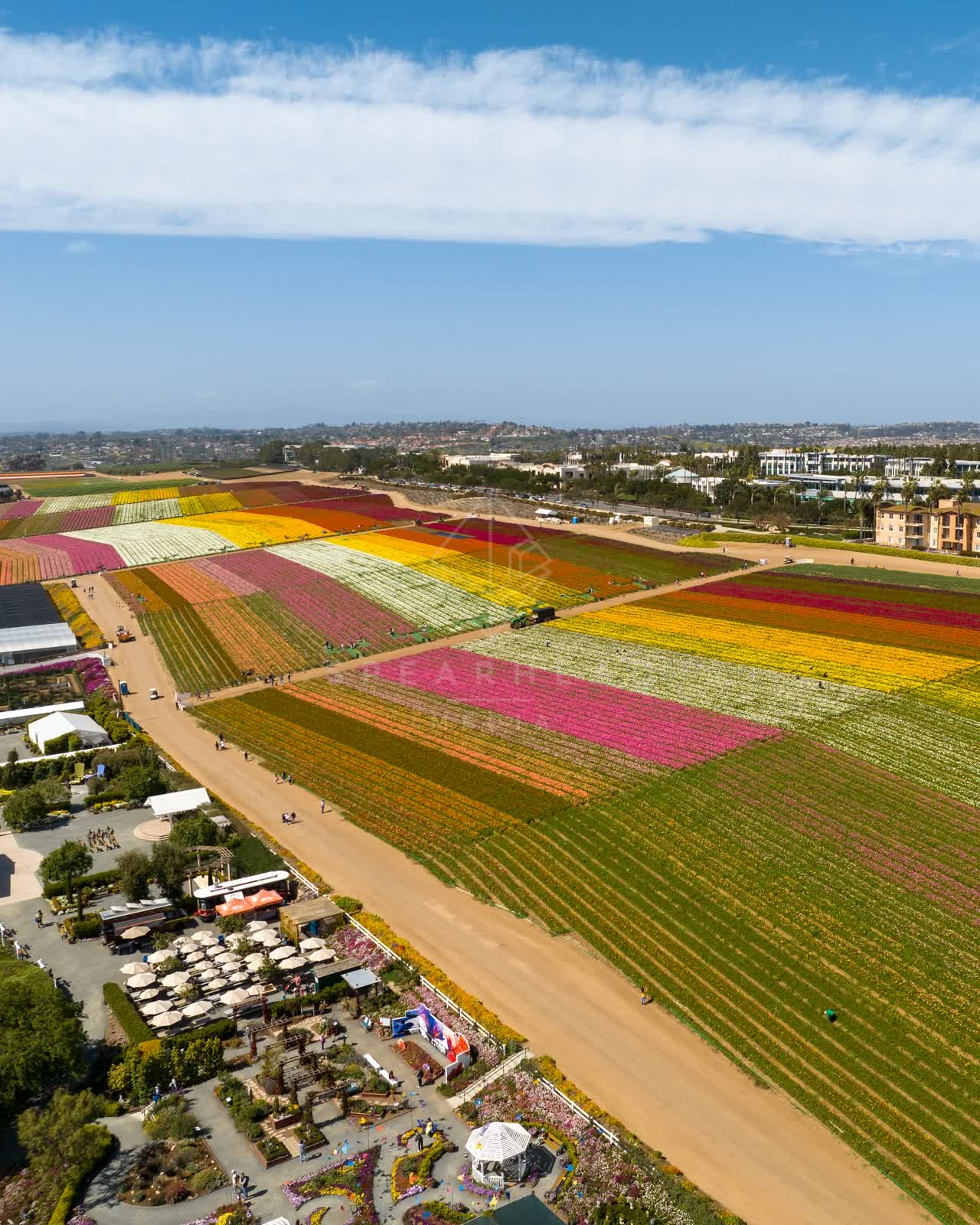Aerial view of the country inland, the city and traffic at Flower Fields, with people walking.