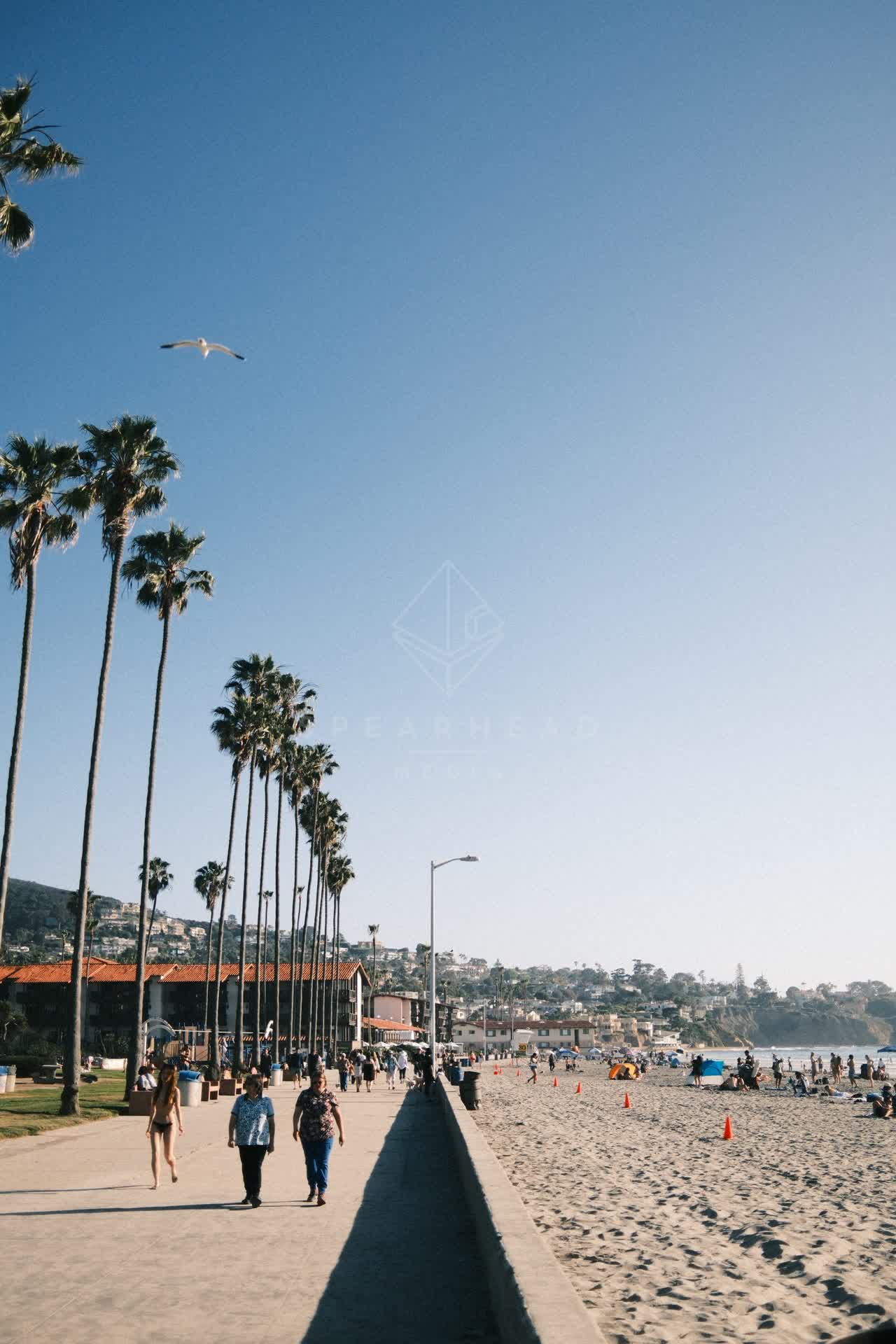 The beach, wildlife and palm trees at La Jolla Shores, with people walking.