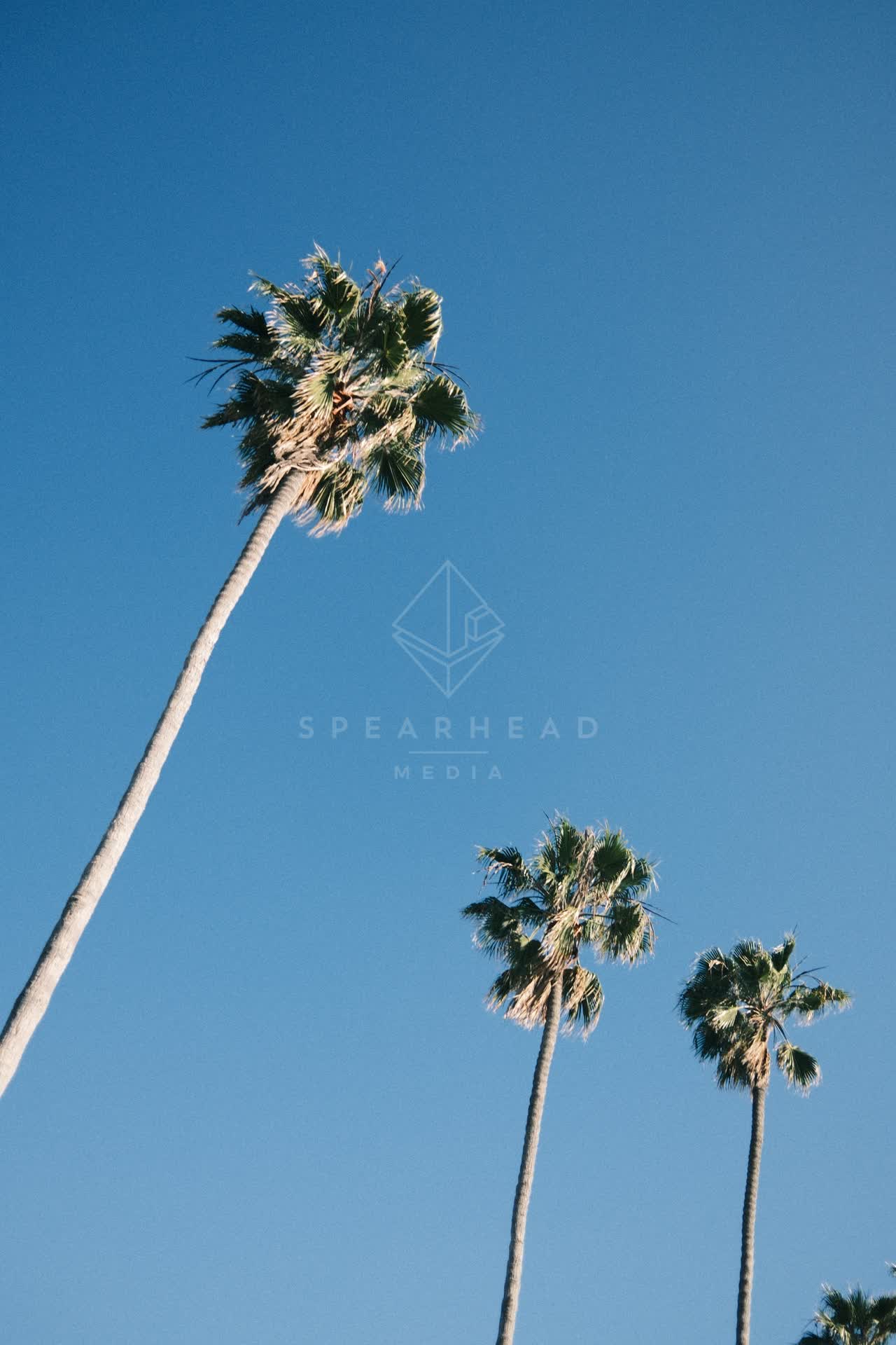 A residential street, palm trees and open country at La Jolla Shores.