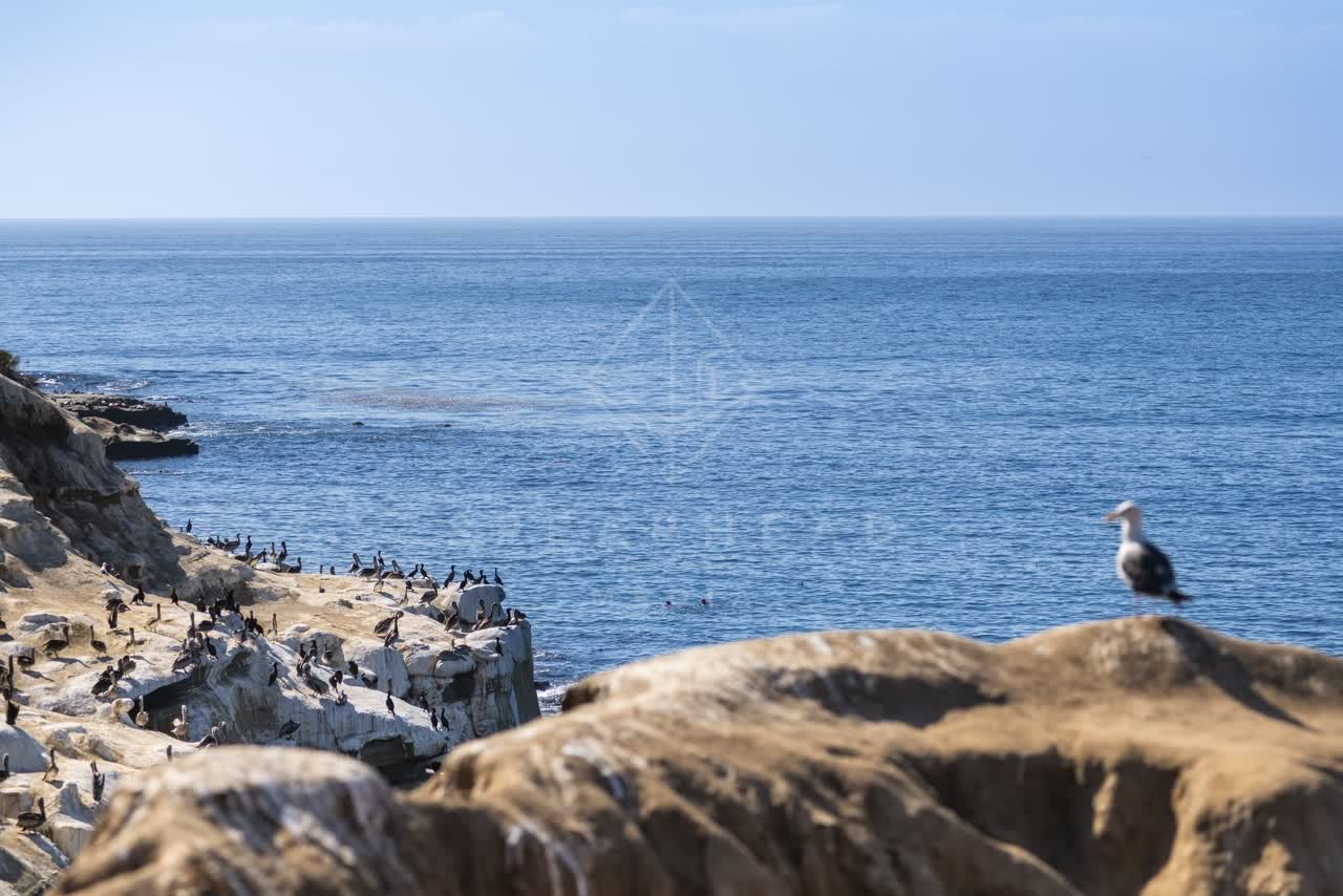 Elevated view of the cliffs, wildlife and the ocean at La Jolla Cove.
