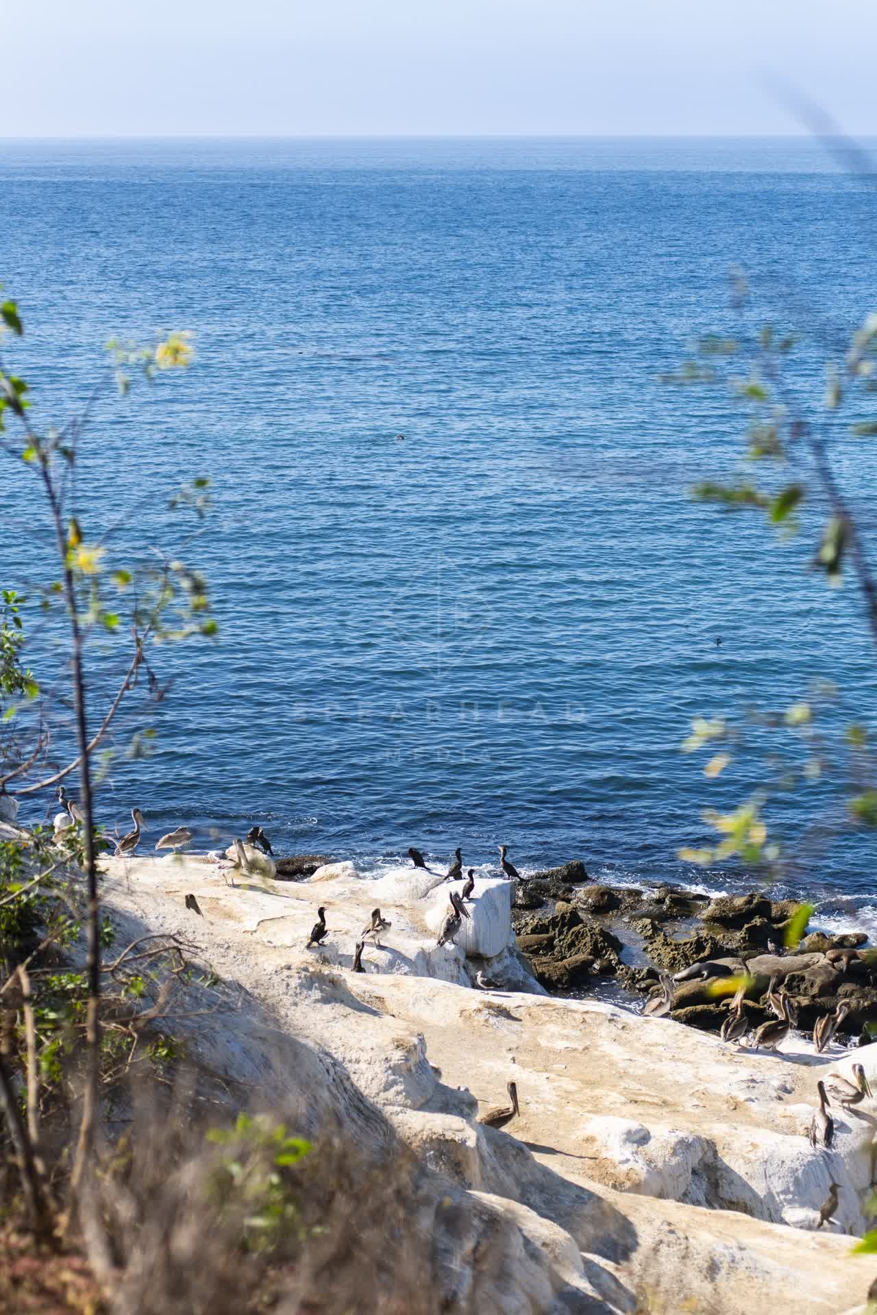 Elevated view of the cliffs, wildlife and the ocean at La Jolla Cove.