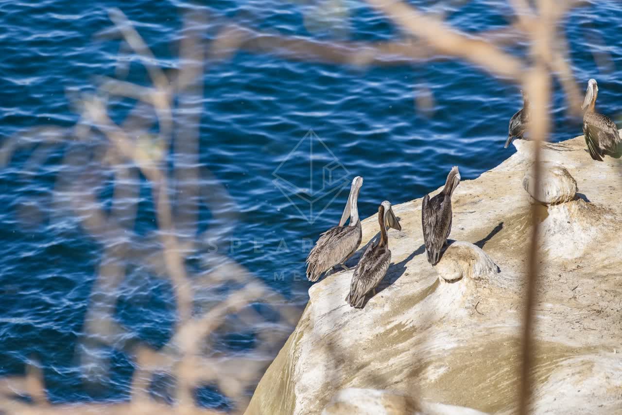 Elevated view of the cliffs, wildlife and the ocean at La Jolla Cove.