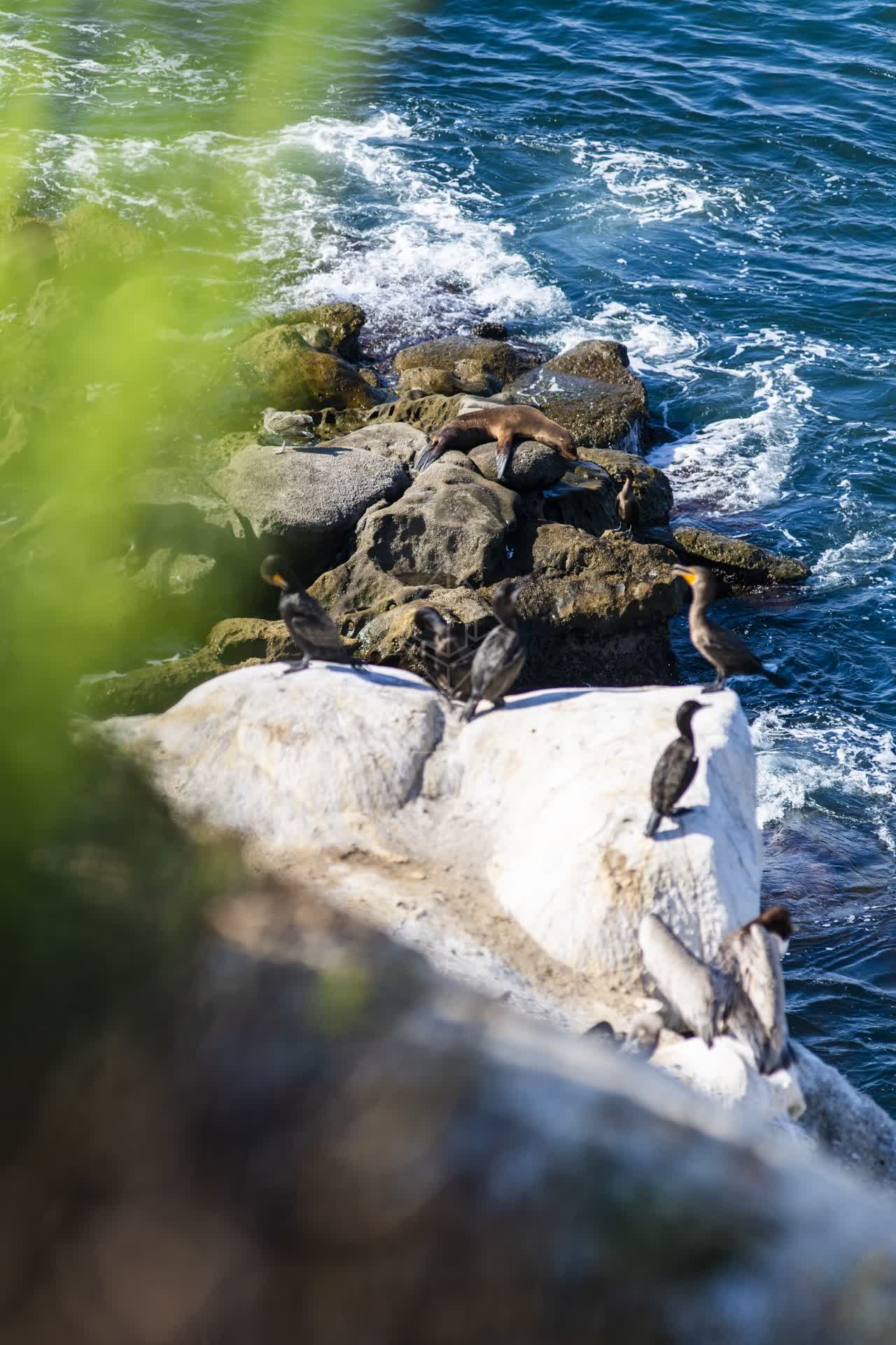 Elevated view of the cliffs, wildlife and the ocean at La Jolla Cove.