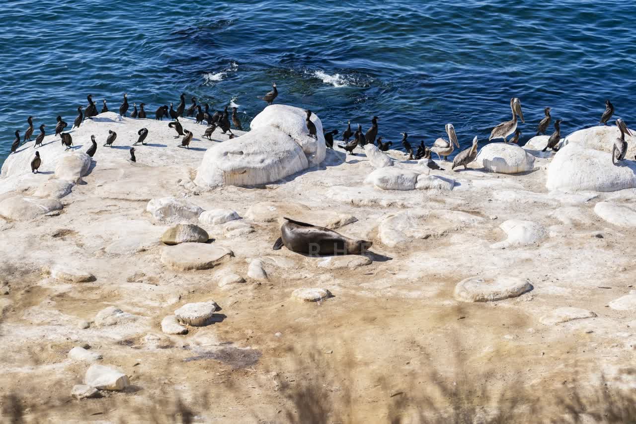 Elevated view of the cliffs, wildlife and the ocean at La Jolla Cove.