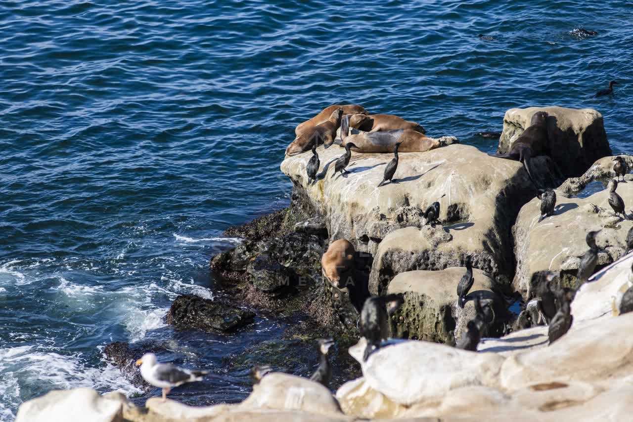 Elevated view of the cliffs, wildlife and the ocean at La Jolla Cove.