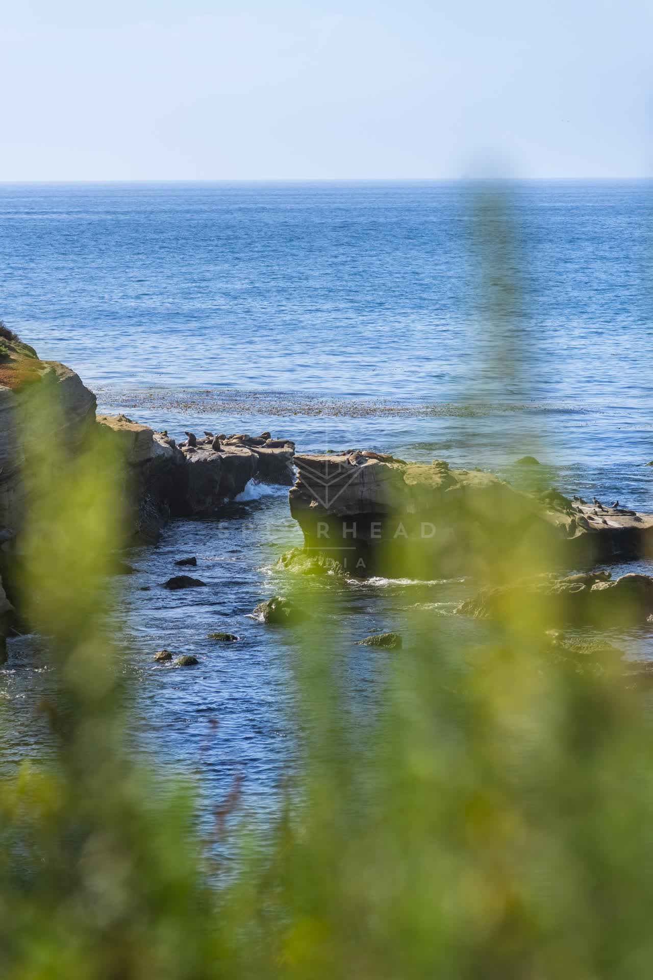 Elevated view of the cliffs, wildlife and the ocean at La Jolla Cove.