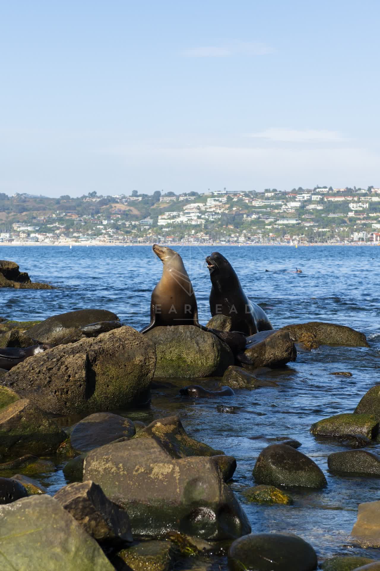 The cliffs, wildlife and the ocean at La Jolla Cove.