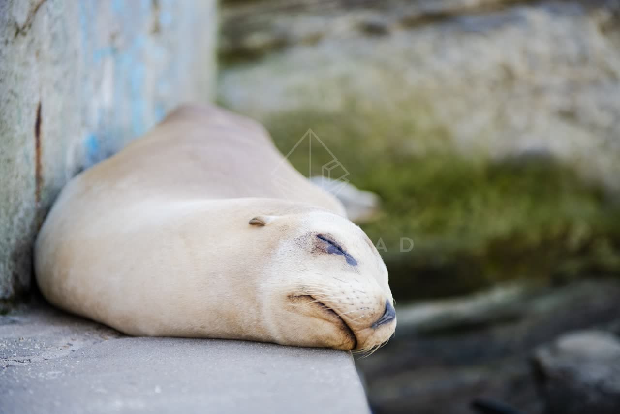 Close view of the beach, wildlife and open country at La Jolla Cove.