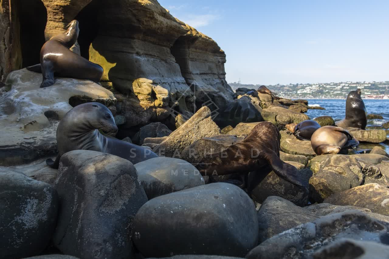 The cliffs, wildlife and the ocean at La Jolla Cove.