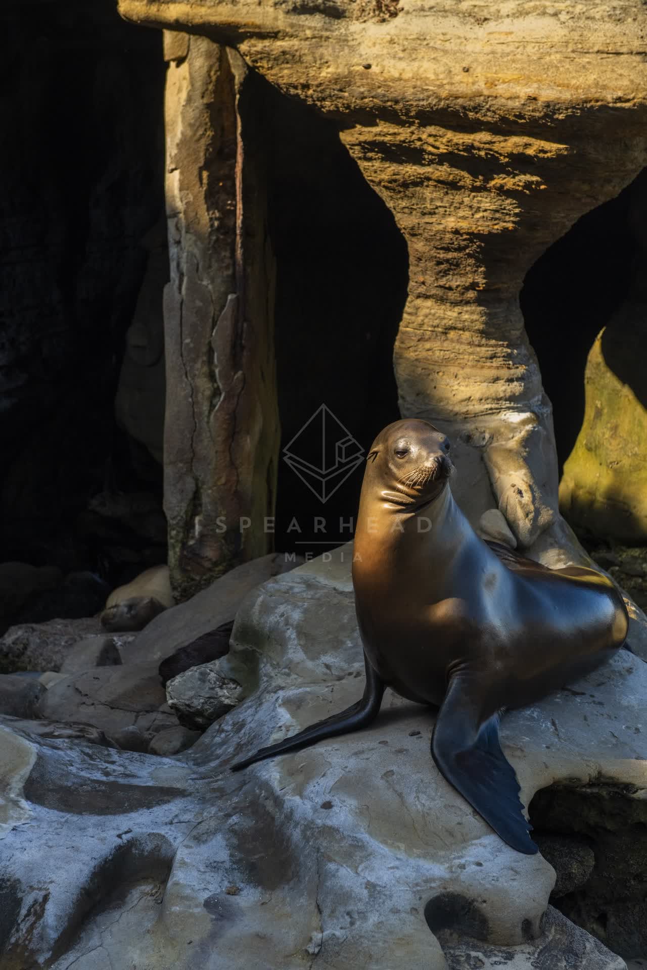 Close view of the cliffs, wildlife and open country at La Jolla Cove.