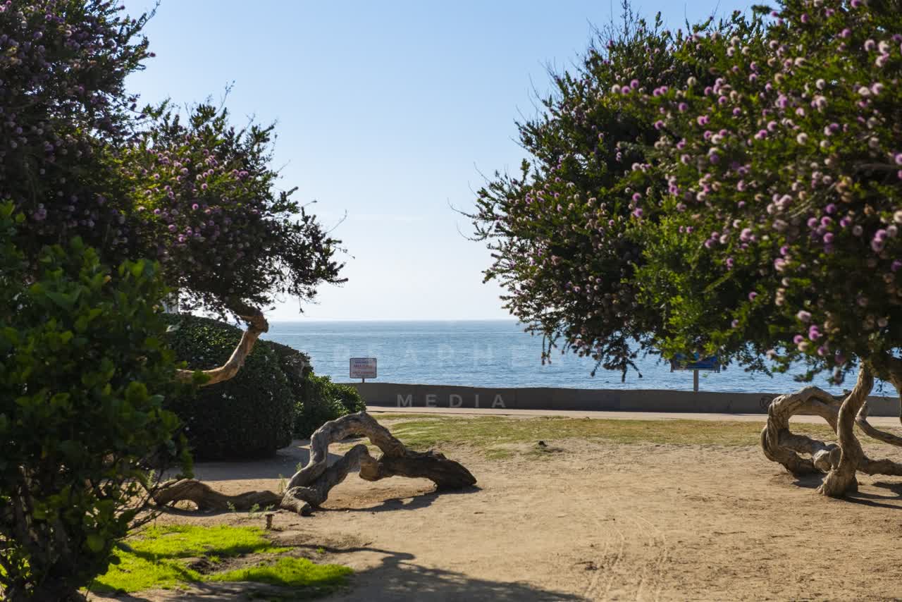 A park, palm trees and the ocean at La Jolla Cove.