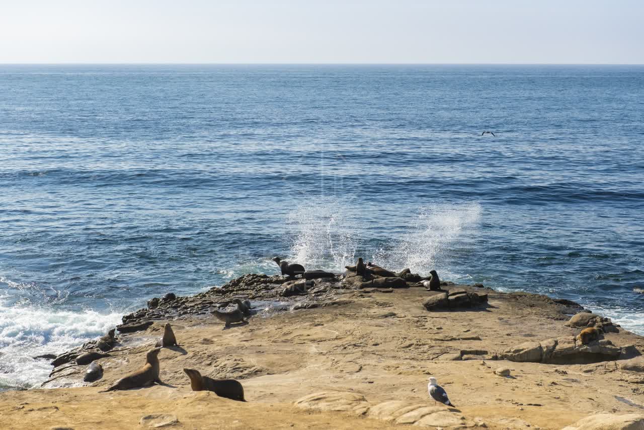 Elevated view of the cliffs, the surf and wildlife at La Jolla Cove.